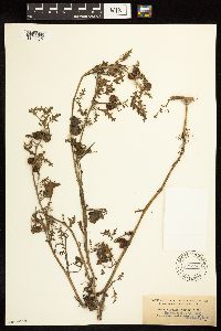 Solanum triflorum image