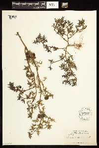 Solanum triflorum image