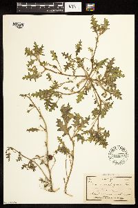 Solanum triflorum image