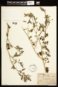 Solanum triflorum image