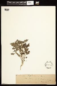 Solanum triflorum image