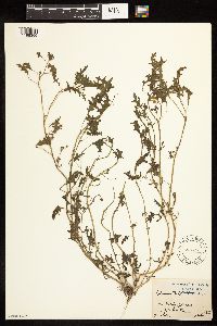 Solanum triflorum image