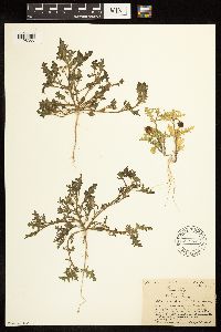 Solanum triflorum image