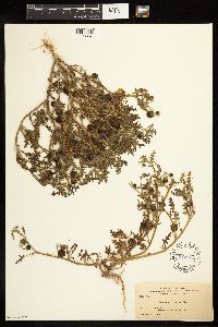 Solanum triflorum image