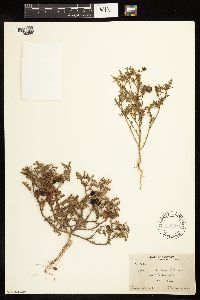 Solanum triflorum image