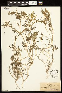 Solanum triflorum image