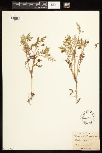 Solanum triflorum image
