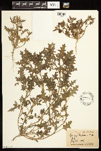 Solanum triflorum image
