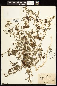 Solanum triflorum image