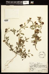 Solanum triflorum image
