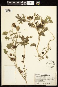 Solanum triflorum image