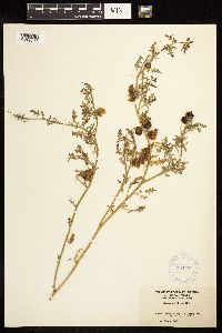 Solanum triflorum image