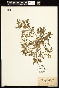 Solanum triflorum image