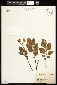 Solanum tuberosum image