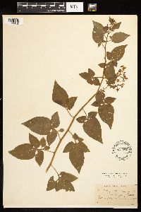 Solanum dulcamara image