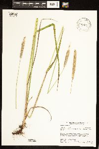 Alopecurus pratensis image