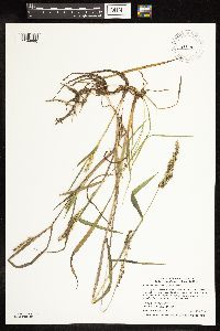Echinochloa muricata image