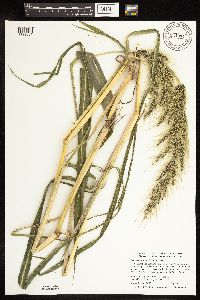 thumbnail image of current specimen