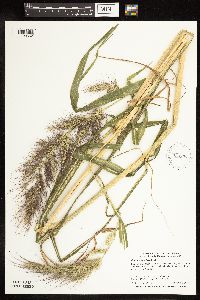 Echinochloa walteri image