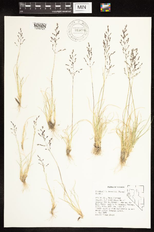 Puccinellia lemmonii image