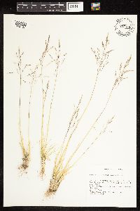 Puccinellia lemmonii image