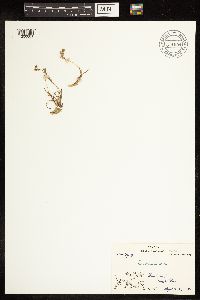 Image of Poa abbreviata