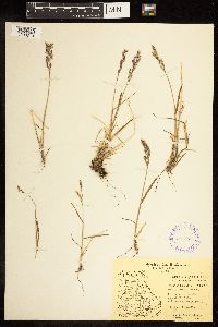 Poa alpina image