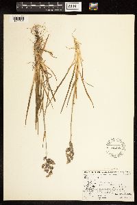 Poa alpina image