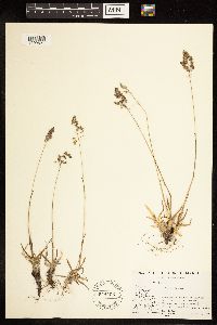 Poa alpina image