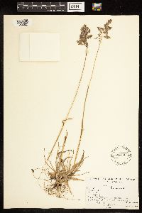 Poa alpina image