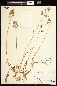Poa alpina image
