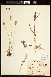 Poa alpina image