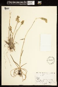 Poa alpina image