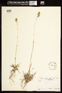 Poa alpina image