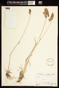 Poa alpina image