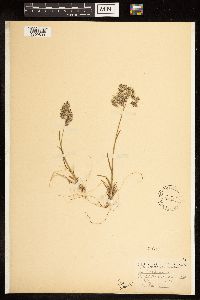 Poa alpina image