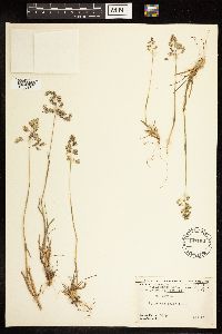 Poa alpina image