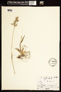 Poa alpina image