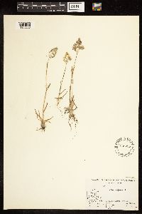 Poa alpina image