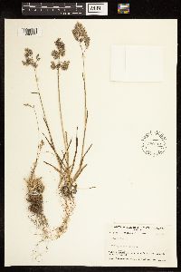 Poa alpina image