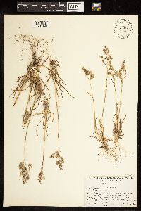Poa alpina image