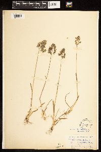 Poa alpina image