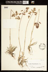 Poa alpina image