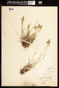 Poa alpina image
