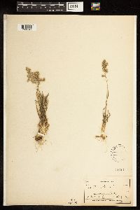 Poa alpina image