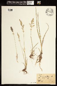 Poa alpina image