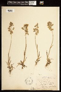 Poa alpina image