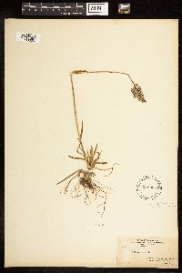 Poa alpina image