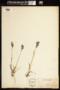 Poa alpina image
