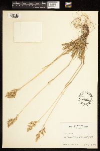 Poa alpina image